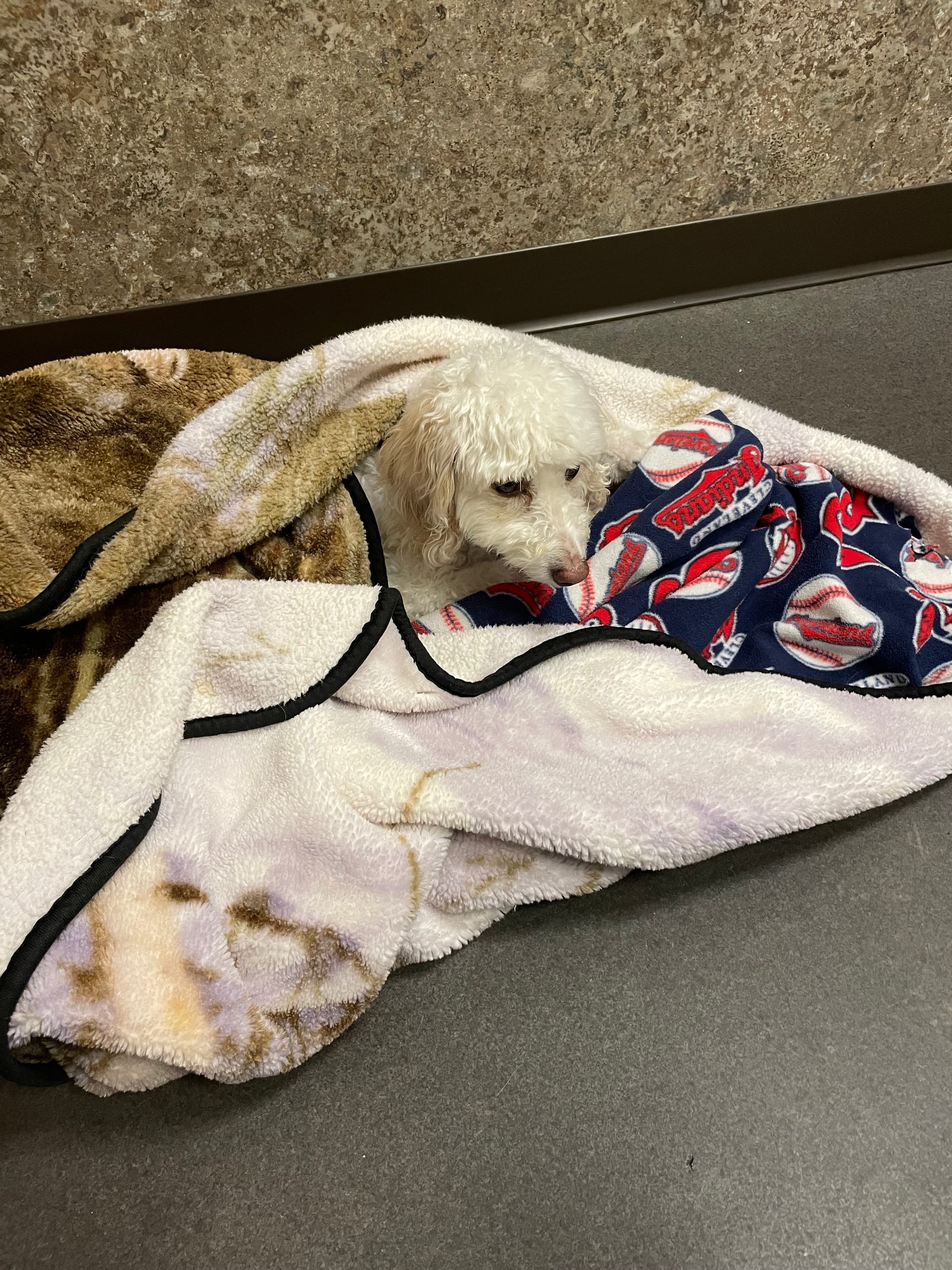 Picture of Snickerdoodle on blankets in the vet's office waiting for surgery.