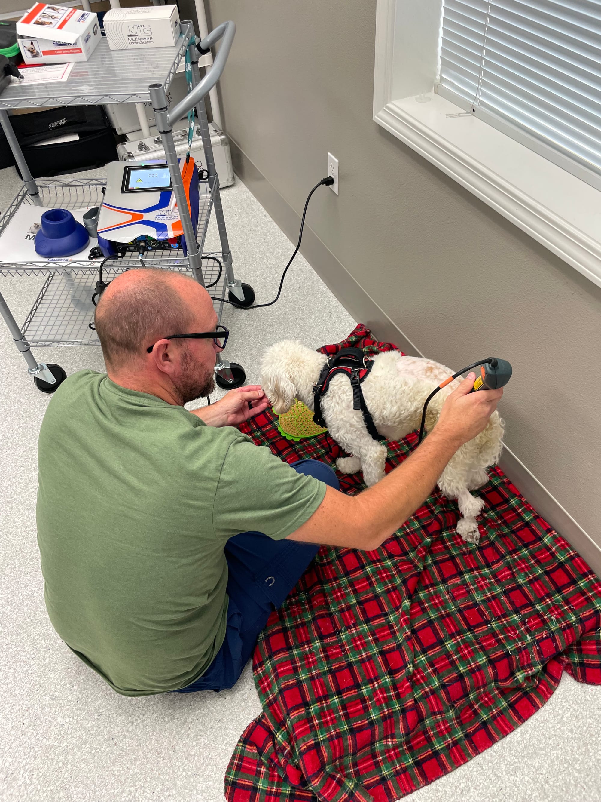 Picture of Snickerdoodle getting laser treatment on his spine post surgery.