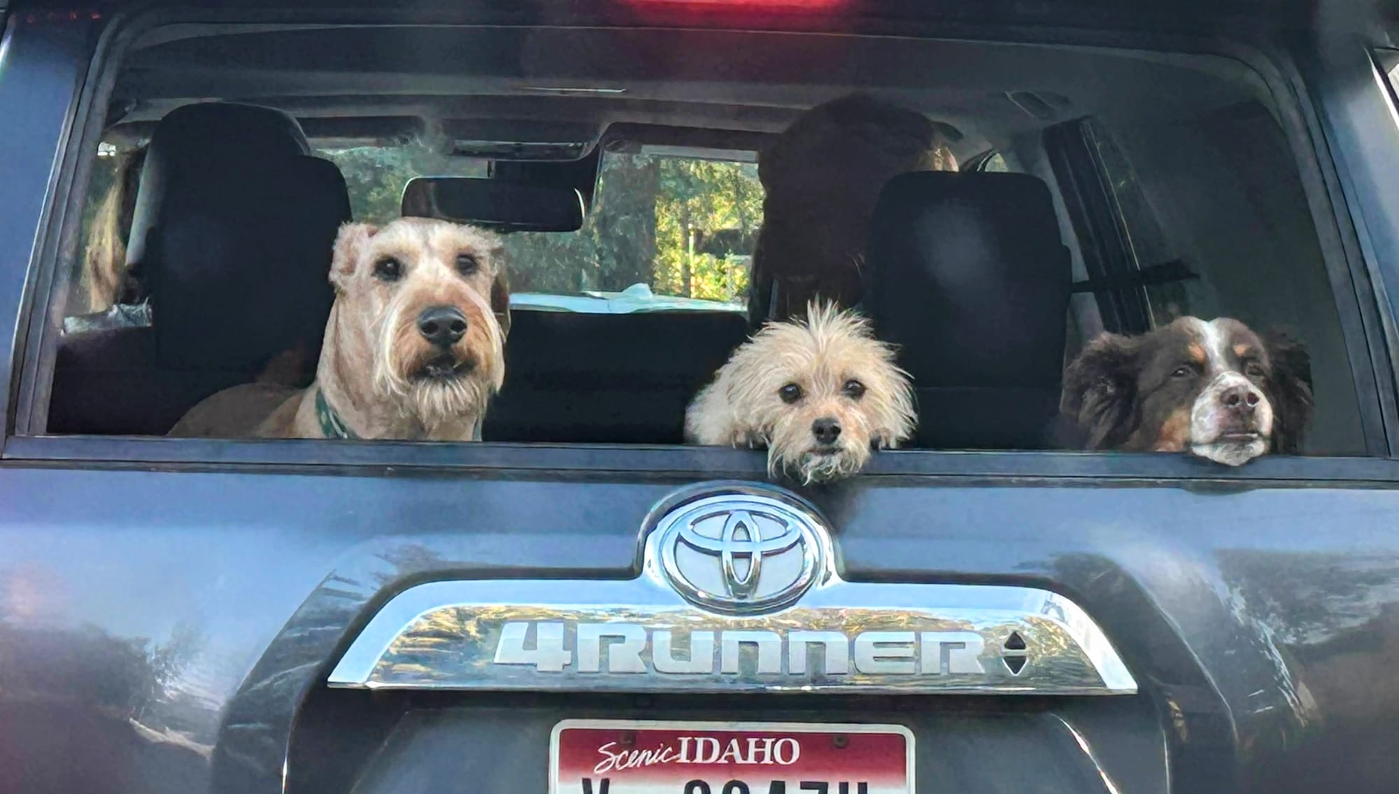 Pics of three dogs looking over tailgate of Toyota 4Runner