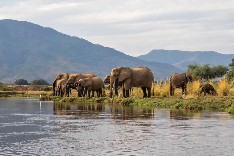 Elephants at the edge of river