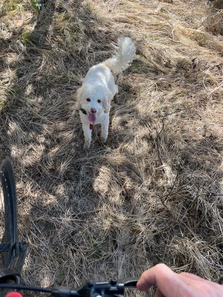 Picture of Snickerdoodle on a mountain bike ride. 