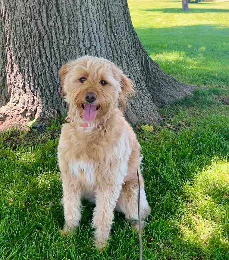 Picture of Dixie - a mini-Goldendoodle puppy in front of a tree.